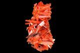 Bright Orange Crocoite Crystal Cluster - Tasmania #129097-2
